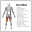 All Hamstrings Exercises Download on Windows