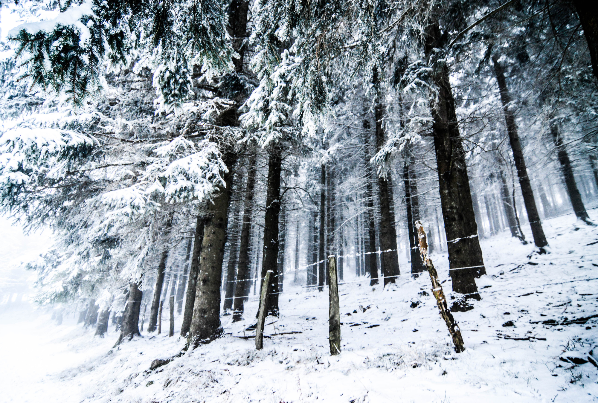 Il silenzio della neve di barte97