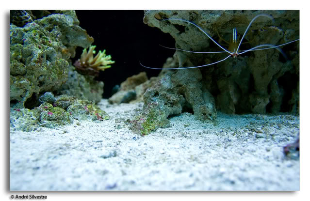 Le brassage Aquarium récifal / aquarium marin / aquarium eau de mer -  Reefguardian