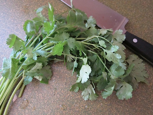 fresh cilantro ready to chop 