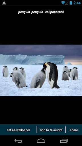 Penguin Cute Wallpapers