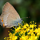 Sloe hairstreak; Mariposa endrinera oscura