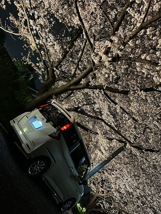 ルーミーの夜桜・夜桜と愛車・カローラフィールダー・NZE161Gに関するカスタム事例の投稿画像2枚目