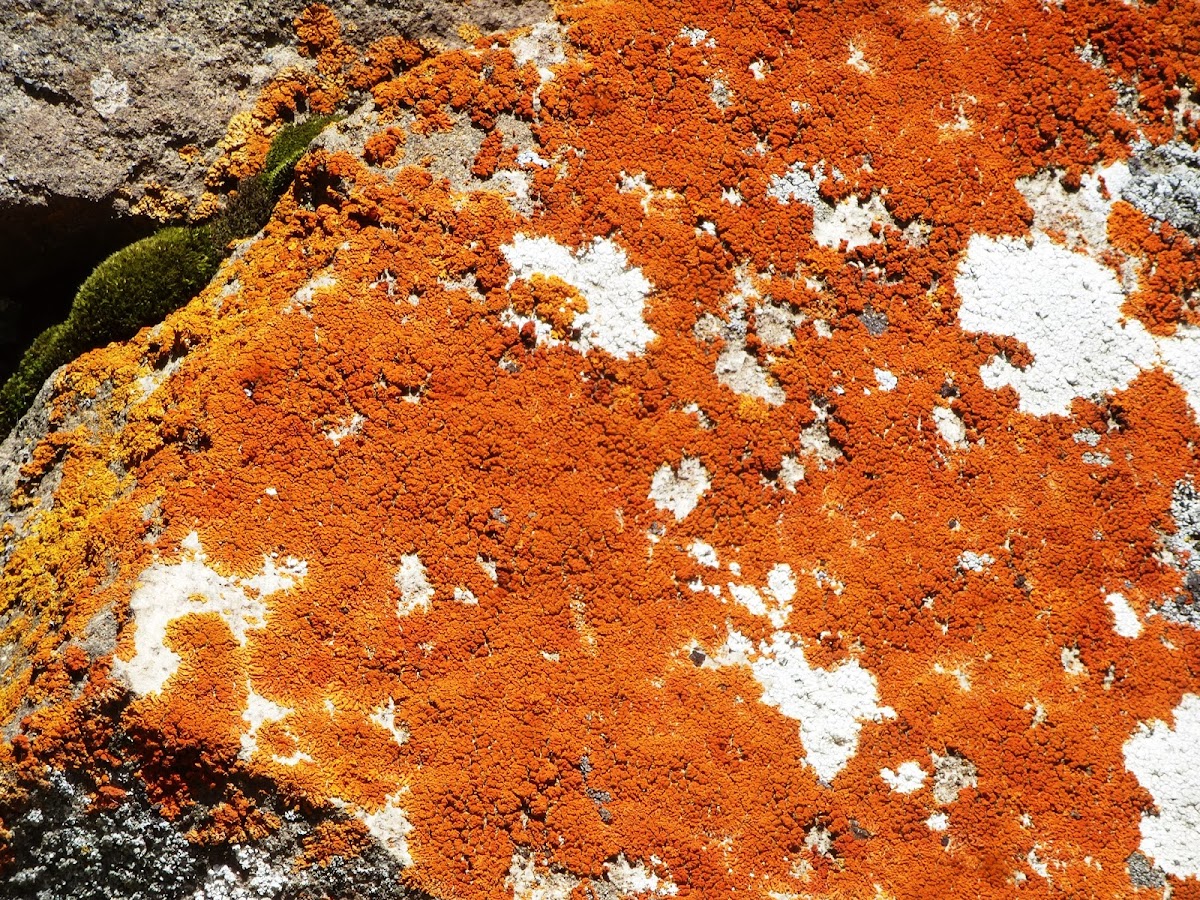 Lichen