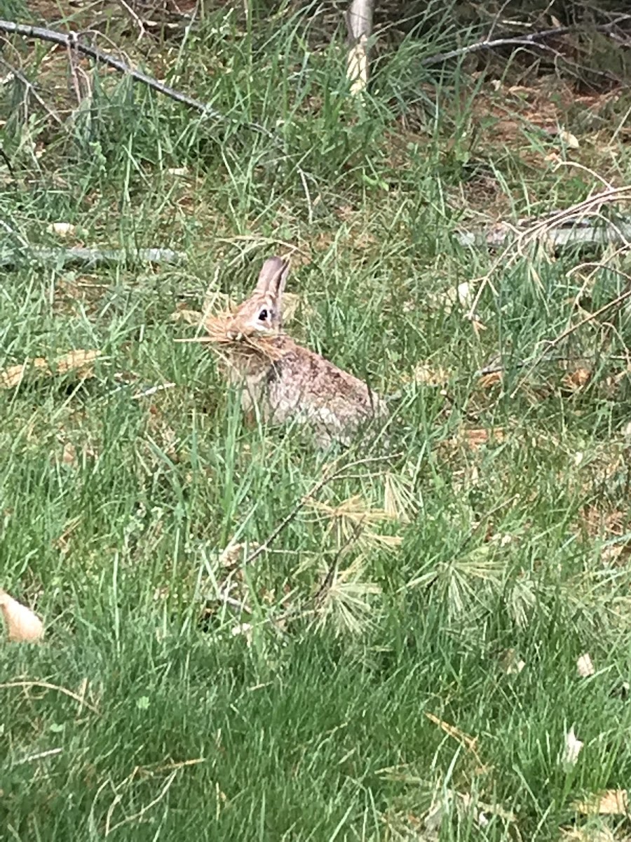 Cottontail rabbit