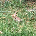 Cottontail rabbit