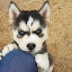 Download Husky Wallpapers For PC Windows and Mac 1.4.1