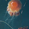 Lion's Mane Jellyfish