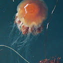 Lion's Mane Jellyfish