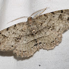 geometrid moth