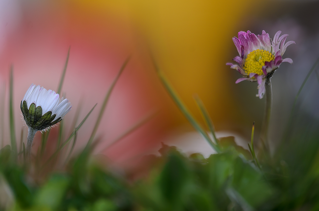 Un saluto alla Primavera di www.fioregiallophoto.it