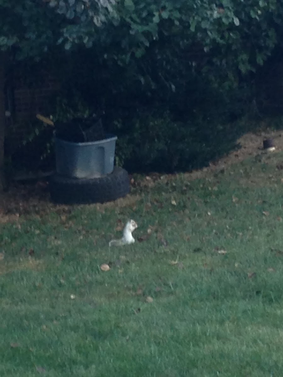 Eastern grey squirrel