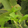 Iguana verde