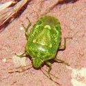 Juniper Stink Bug