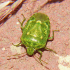 Juniper Stink Bug