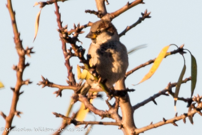 House Sparrow; Gorrión Común