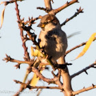 House Sparrow; Gorrión Común