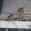 House Finch (female & male)