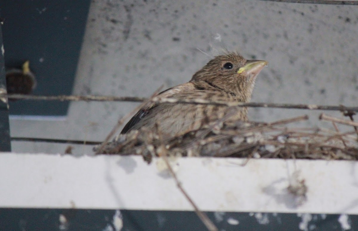 House Finch (female & male)