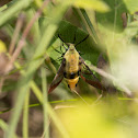 Snowberry Clearwing