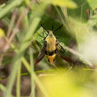 Snowberry Clearwing