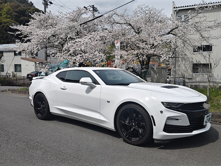 カマロ クーペのサクラと愛車に関するカスタム事例の投稿画像1枚目