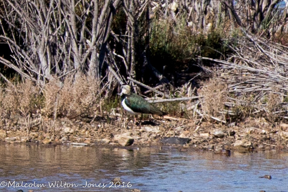 Lapwing; Avefría