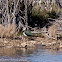 Lapwing; Avefría