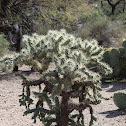 Chain-fruit cholla; jumping cholla