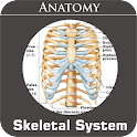 Skeletal System