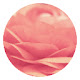 Pink Rose HD Wallpapers Flowers New Tab Theme