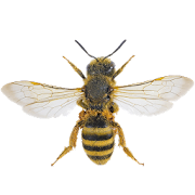 Bee simulator  Icon