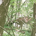 White Tailed Deers