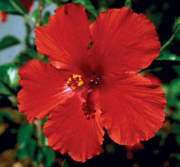 Hibiscus species Hibiscus IVIS