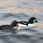 Barrow's Goldeneye