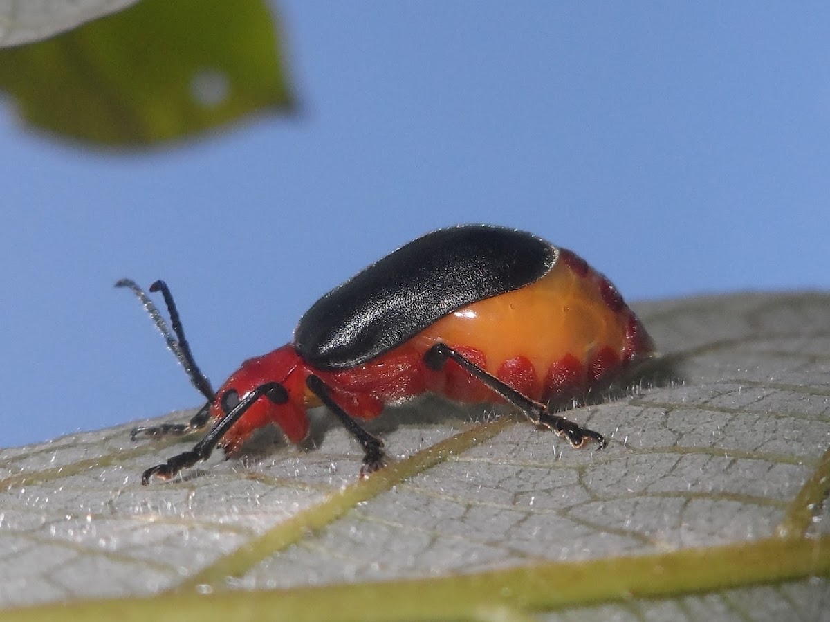 Cecropia leaf beetle