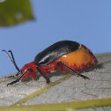 Cecropia leaf beetle