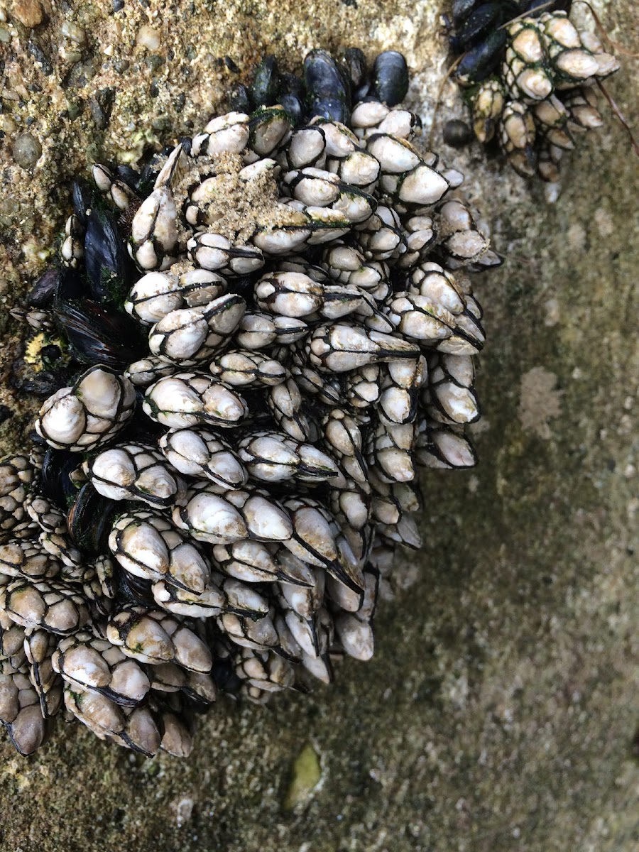 Goose Barnacle