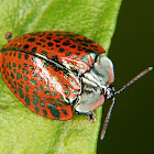 Tortoise beetle