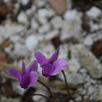 Bokeh Nature di 