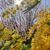 Primavera in anticipo di 