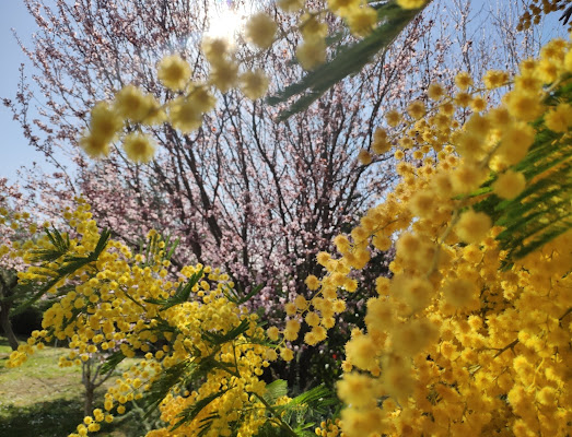 Primavera in anticipo di Fefa