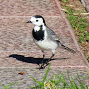 White wagtail. Lavandera blanca