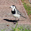 White wagtail. Lavandera blanca