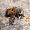 Tachinid Fly