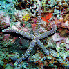 Warty sea star