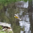 Grey Wagtail