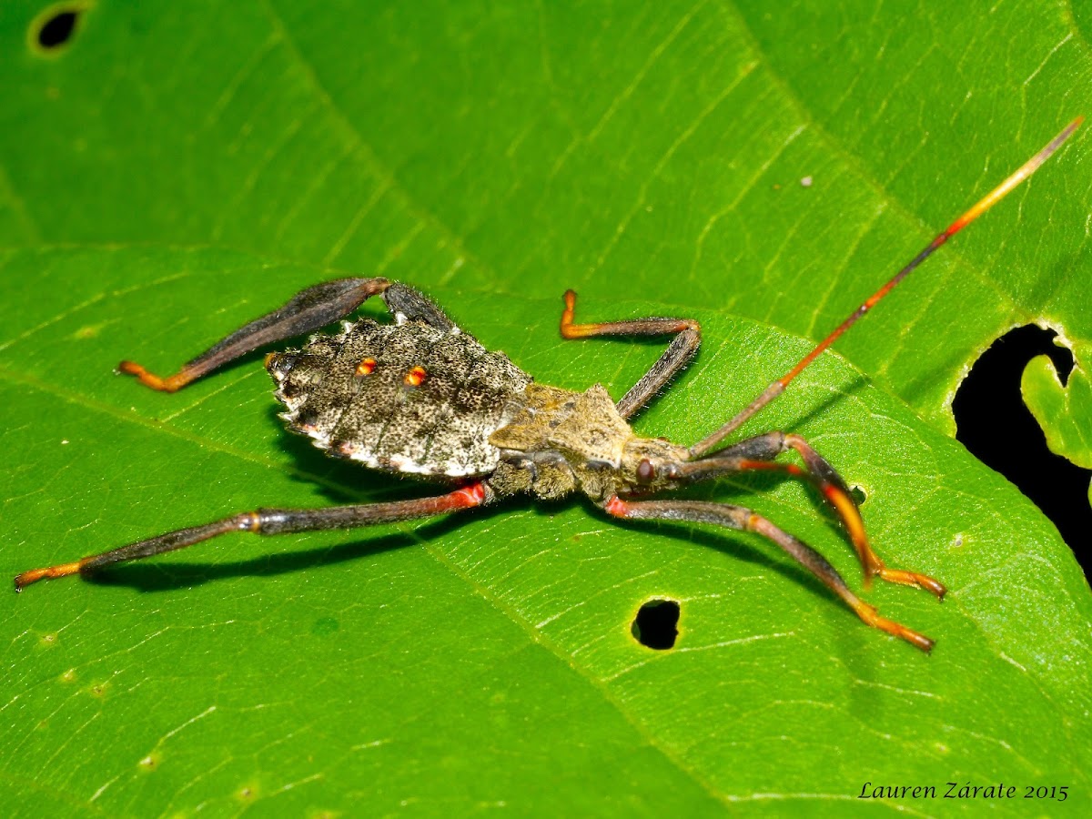 Leaf-Footed Bug - Nymph & Adult