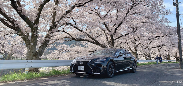 LSの桜とコラボ・桜と愛車に関するカスタム事例の投稿画像4枚目