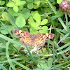 Pearl Crescent